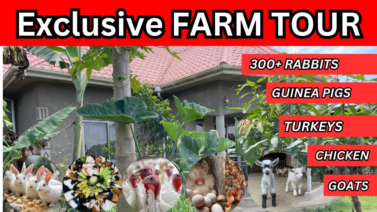 My small urban rabbit farm in Kampala Uganda - YouTube