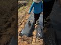 The Absolute Easiest Way to Burn Holes in Garden Mulch Film! 🧑‍🌾🔥 #shorts