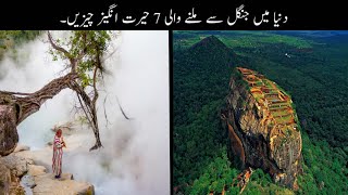 7 Most Amazing Things found In Forest Urdu | دنیا میں جنگل سے ملنے والی حیرت انگیز چیزیں | Haider Tv
