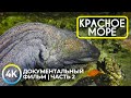 Подводные обитатели Красного моря - 4K Документальный фильм о глубоководных животных - Эпизод 2