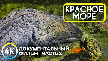 Подводные обитатели Красного моря - 4K Документальный фильм о глубоководных животных - Эпизод 2