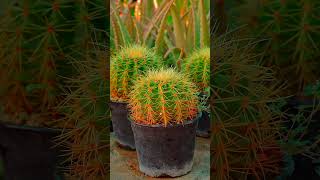 My Photography