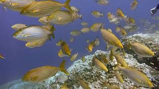 Celebrity Amazing Fish Swarm in Underwater Net Worth