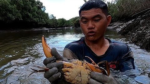 Chiều Hai Cha Con Mò Cá Ngát Cũng Có Cái Ăn Ngon /Đạt Nguyễn Cần Giờ