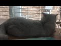 loafing on the table