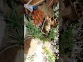 vacation fun gardening