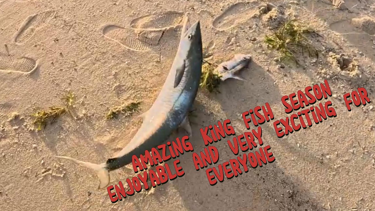 موسم صيد الكنعد العنيد 🔥 أكشن قوي وضربات ما ترحم |  Kingfish Action 2026 KINGFISH WENT CRAZY!!