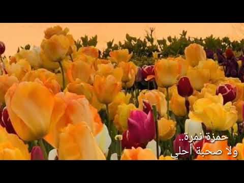 ولا صحبة احلي حمزة نمرة