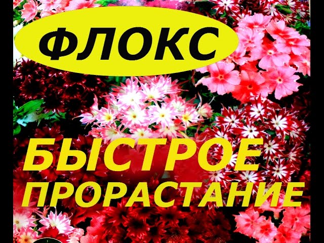 ФЛОКСЫ ИЗ СЕМЯН БЫСТРОЕ ПРОРАСТАНИЕ ! СУПЕР СПОСОБ !