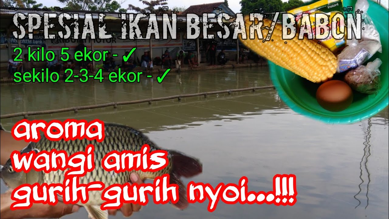 SPESIAL IKAN BABON UMPAN IKAN MAS AROMA WANGI AMIS GURIH-GURIH NYOY