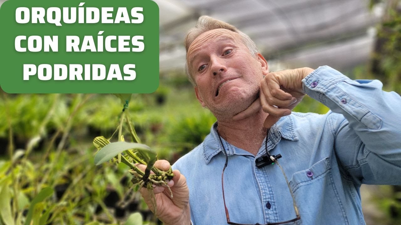 Salvar Orquídeas con Raíces Podridas