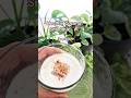 Healthy Coconut Drink #smoothie #healthydrink #coconutdrink #asmrfood #recipe #shorts