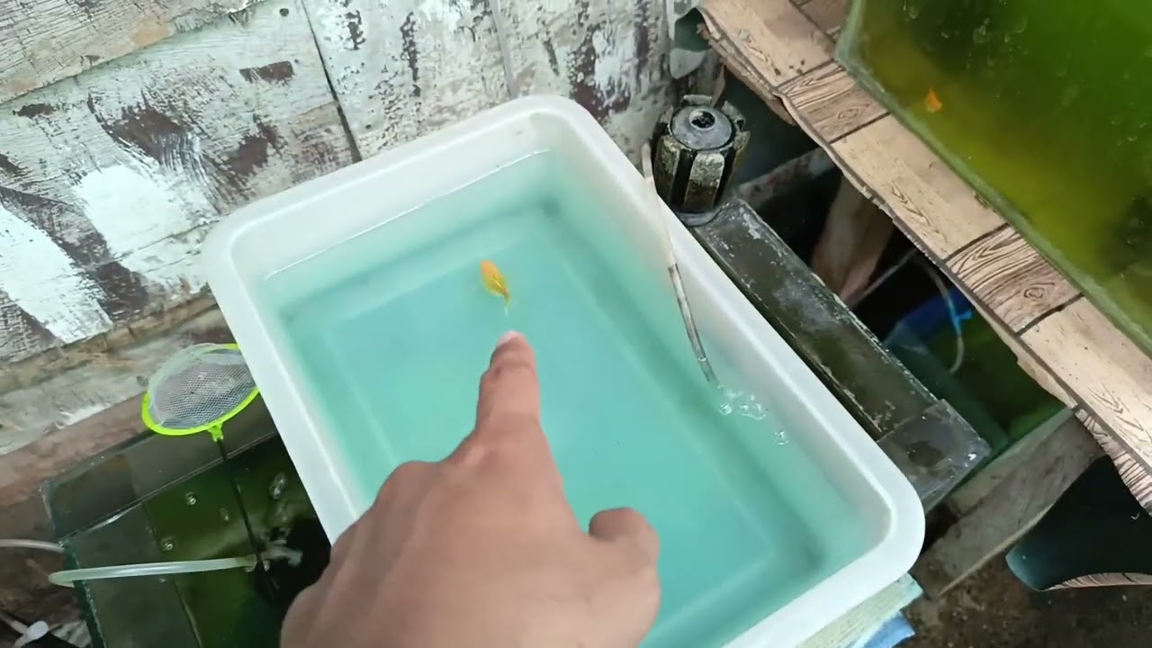 Update sa ating backyard sobrang dami na ng ating fry kaya bumili tayo ng bbs para madali Silalumaki