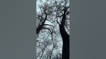 اسمع وأرتق للسماء ♥️♥️♥️ ما تيسر من سورة المائدة للقارئ اسلام صبحي @islam_sobhi #nature #explore