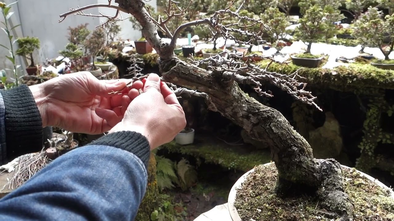 山採りから20年ほどのツルグミの素材 ♯615 - YouTube