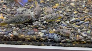 Leopardkugelfsiche Fütterung Tetraodon Schoutedeni