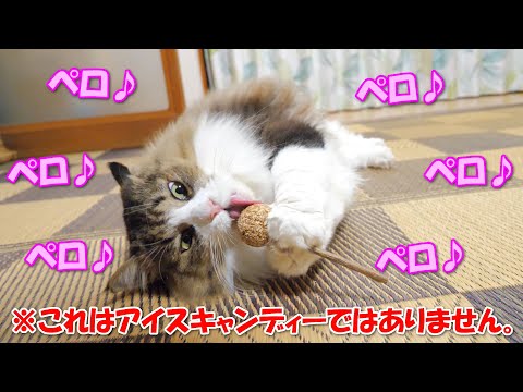 まるでアイスキャンディーのようにナチュラルキャットトイを舐める巨猫のボス吉