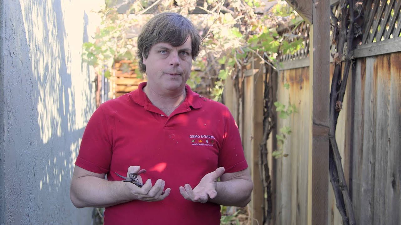 How to Prune Grape Leaf Vines : Growing Grapes - YouTube