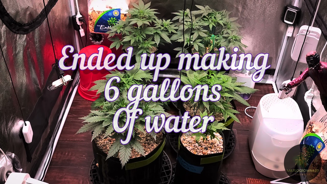 Autoflower Grow Journal. Day 24 fed only Maxibloom. Ladies are loving life! Fastbuds and Mephisto