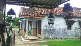 Ramai Suara Perkutut BANGKOK dan LOKAL Saling Sahut Sahutan