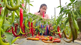 A hard day harvesting ripe red peppers to sell at the market, living with nature | Ma Thi Di