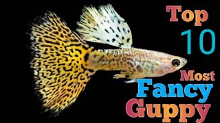 10 Most Beautiful Expensive Guppy !!Daily Guppy Update|