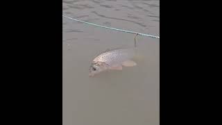 Subscribe and like vidios if you want to get brain relax and see amazing vidio of nature.thx all