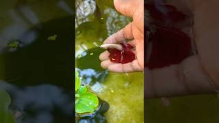 Betta tank update #shorts #viral #trending #fish #fishing #minivlog #bettafish