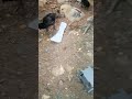 Baby Chickes And Mommy Chicken #babychicken #mommychicken #shorts