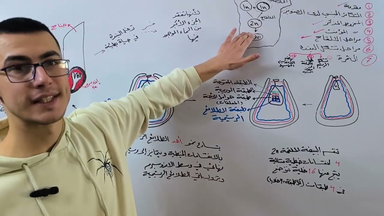 عاريات البذور | تشكل البذرة |