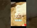 #いつもと違うところ気づいた？ #cat #scottishfold #白猫 #しろねこミルク #ねこ #猫のいる暮らし #MILK #ミルク