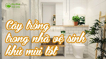 Top 6 cây trồng trong nhà vệ sinh để khử mùi, lọc khí độc cực hiệu quả