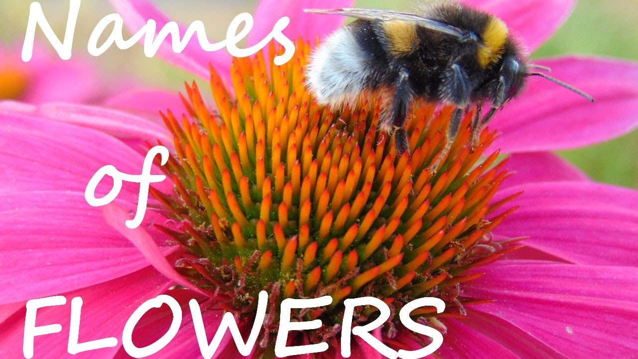 pic Pictures Of Flowers And Their Names beautiful flowers and their names in french dutch and german