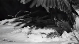 Decorah Eagles North Nest- Shaking Off The Snow