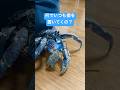 何でいつも僕を置いてくの?(ヤシガニ) #shorts