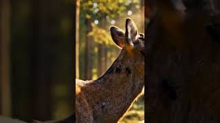 Alone Deer in the Forest #trending #animals #nature #viral #shorts #short #ytshorts #youtubeshorts