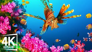 Расслабляющий фильм 4K 🐳 Удивительный подводной мир - тропическая рыба, коралловый риф № 1
