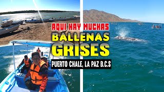LA GRAN BALLEN GRIS . POR TODOS LADOS EN PUERTO CHALE | Tour La Paz Baja California Sur 2023