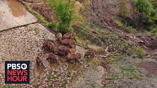 An endangered elephant herd is taking a mysterious trek in China. Are humans to blame?