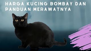 Bombay cat prices and a guide to caring for them #bombay cat prices