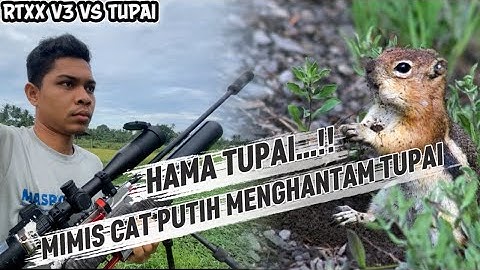 RTXX V3 vs TUPAI  ‼️ berburu tupai sambil jalan jalan di pagi hari …