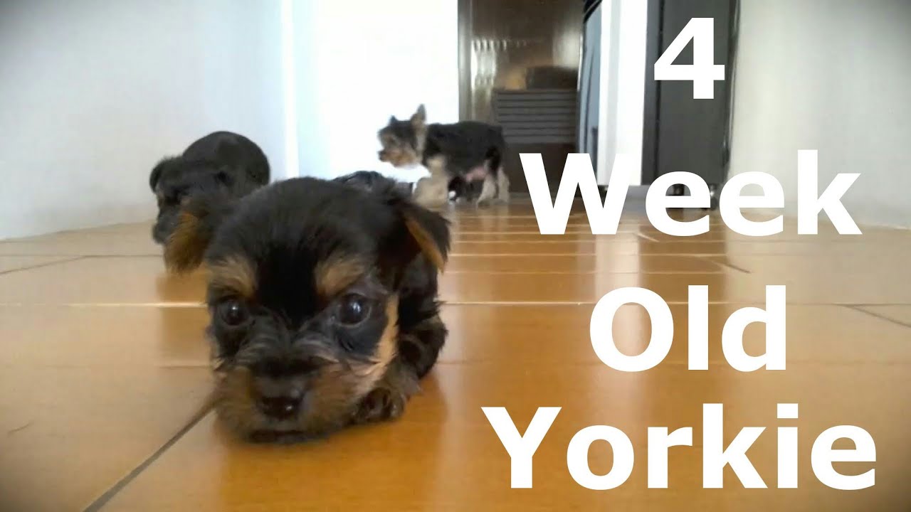 what do 4 week old yorkie puppies eat