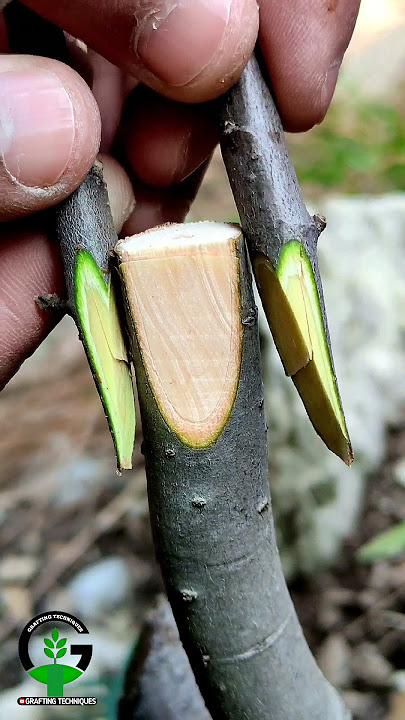 Easy grafting techniques #bushcraft #grafting #plants