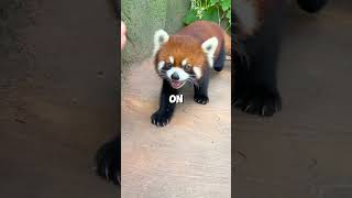 This Hotel Comes with Red Panda Room Service!
