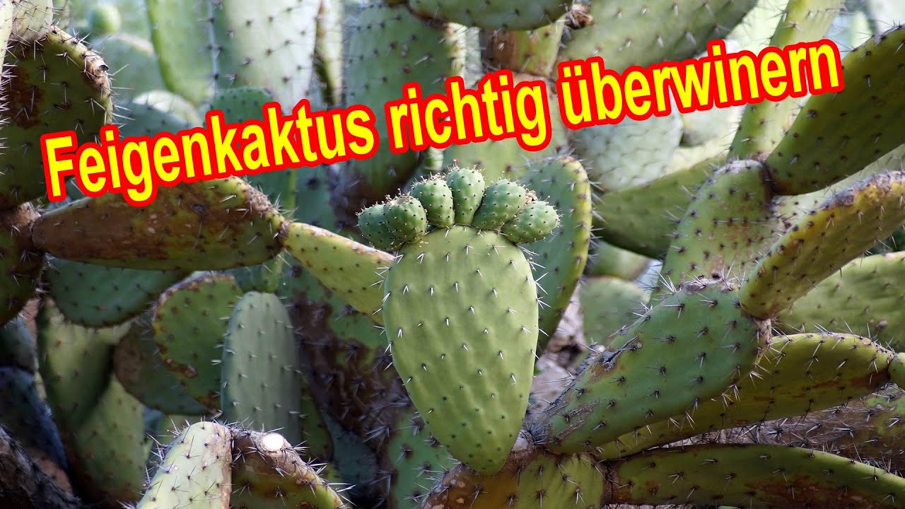 monstera blumentopf Monstera Mystery Übertopf – Metalltopf im Tropenlook