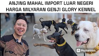 DIKEPUNG PULUHAN ANJING HARGA MILYARAN KEPUNYAAN DARI GENJI GLORY KENNEL ‼️