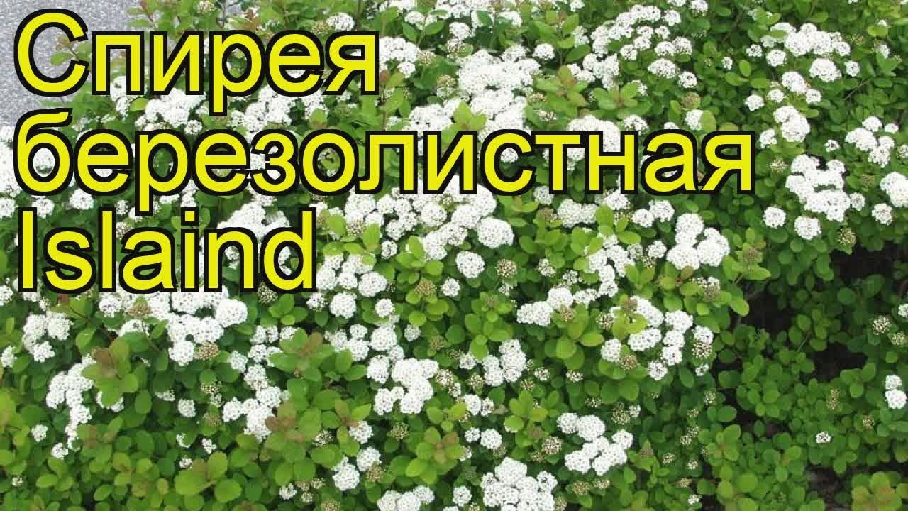Спирея березолистная Исланд. Краткий обзор, описание характеристик spiraea betulifolia Islaind