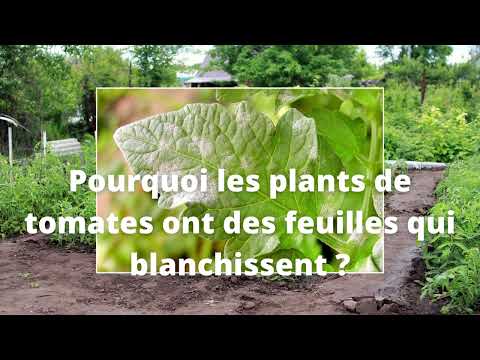 Vidéo: Couleur des feuilles blanches sur les plants de tomates - Quelles sont les causes des feuilles de tomates blanches