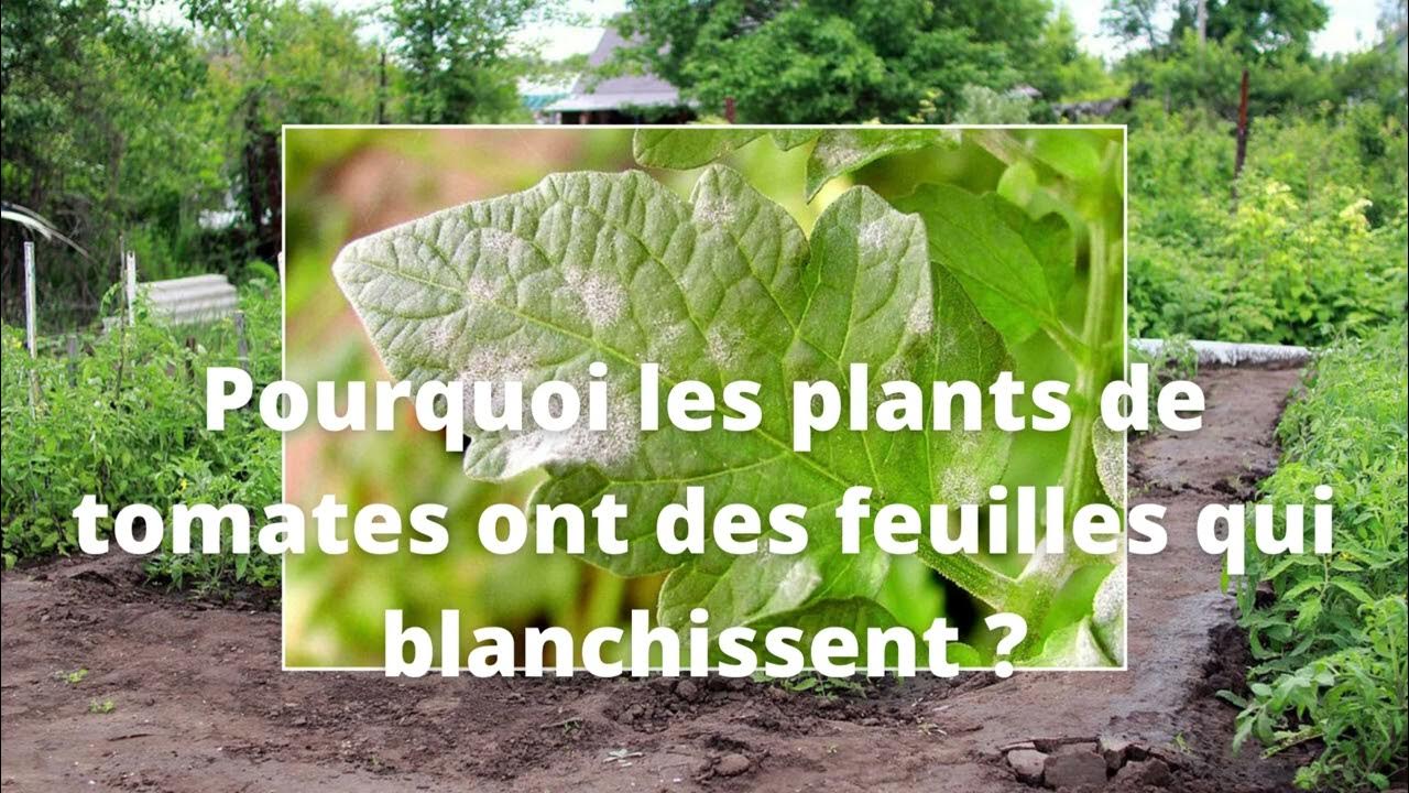 Pourquoi les plants de tomates ont des feuilles qui blanchissent ? YouTube