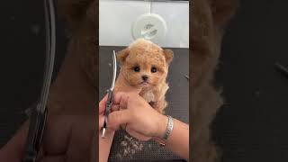 Cute Baby Dog Funny Video #Funnyvideo #Dogvideoshorts